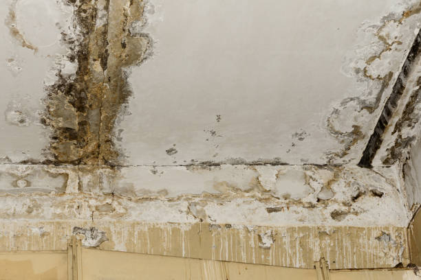 Best Biohazard Mold Removal  in Point Pleasant Beach, NJ