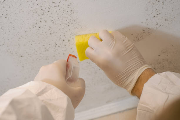 Best Industrial Mold Remediation  in Point Pleasant Beach, NJ