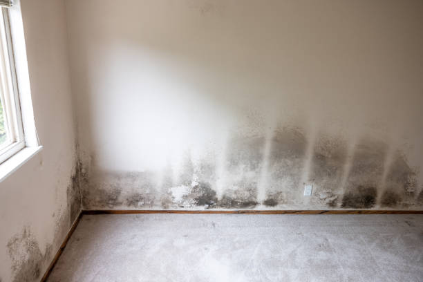 Best Mold Damage Restoration  in Point Pleasant Beach, NJ